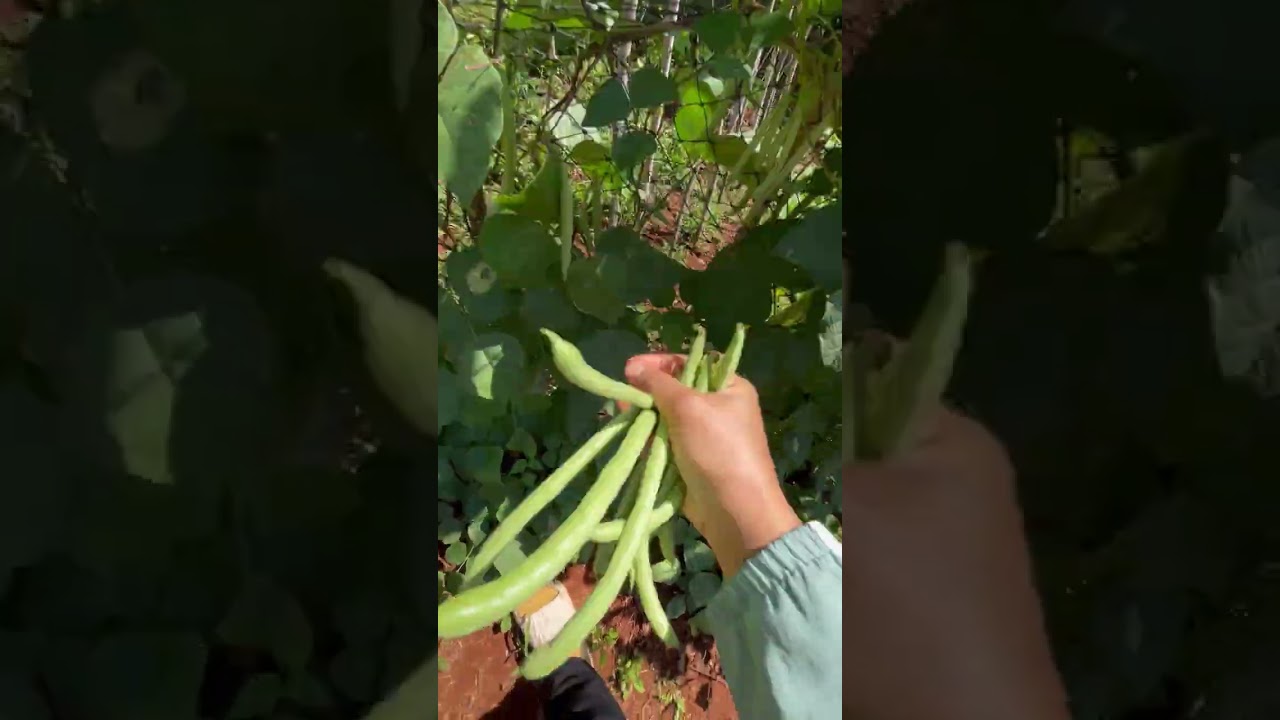 Mùng 1 tết Xuân bính ngọ 