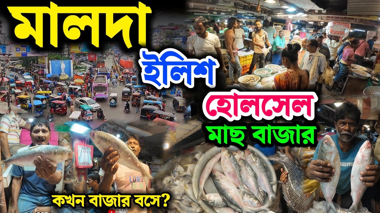 malda fish market | malda wholesale fish market | malda town fish market 