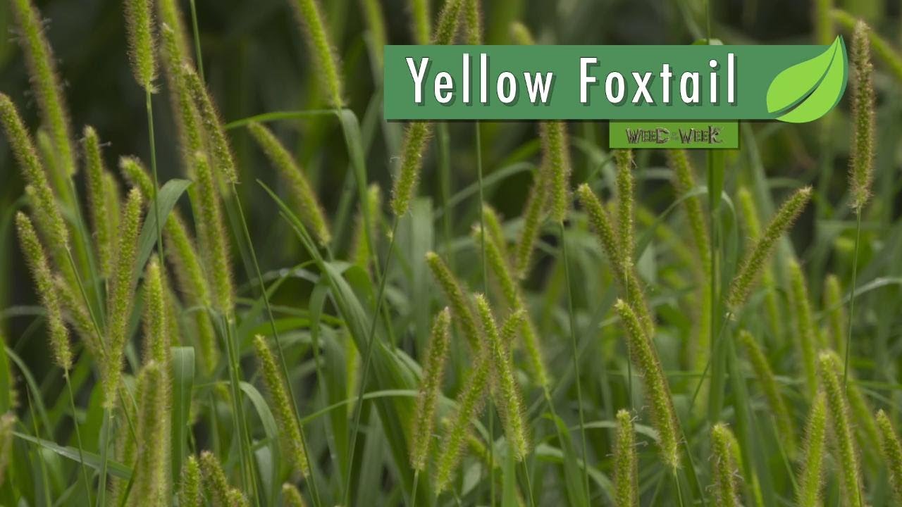Weed of the Week #1044 Yellow Foxtail (Air Date 4-8-18)