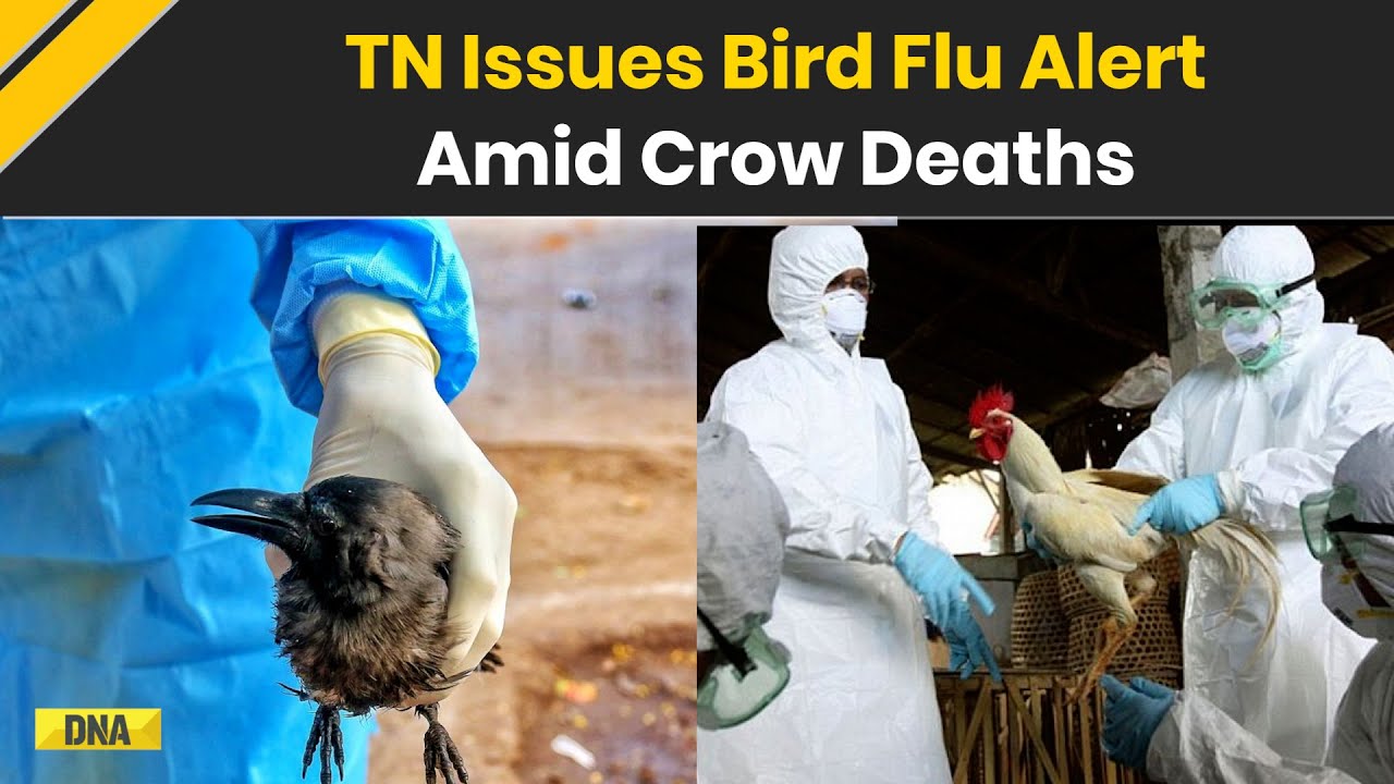 Tamil Nadu On High Alert As Crow Deaths Trigger Avian Flu Warning, Public Asked To Take Precautions