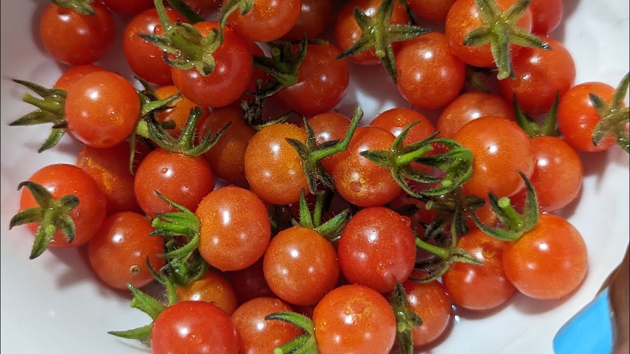 Everglades tomatoes