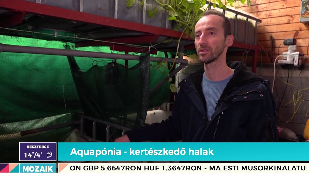 Aquapónia, azaz kertészkedő halak – Mozaik