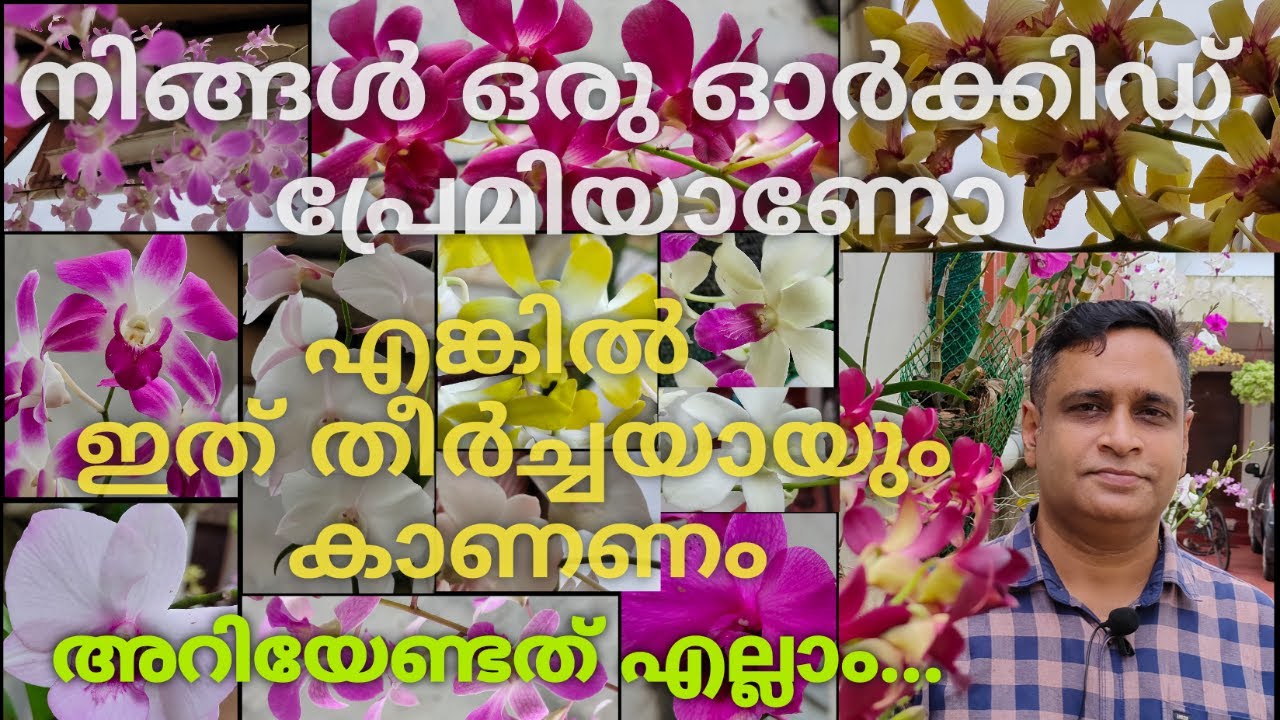 ഓർക്കിഡ്  പരിപാലനം അനുഭവസ്ഥരിലൂടെ | All you need to know about orchid complete care | Dendrobium