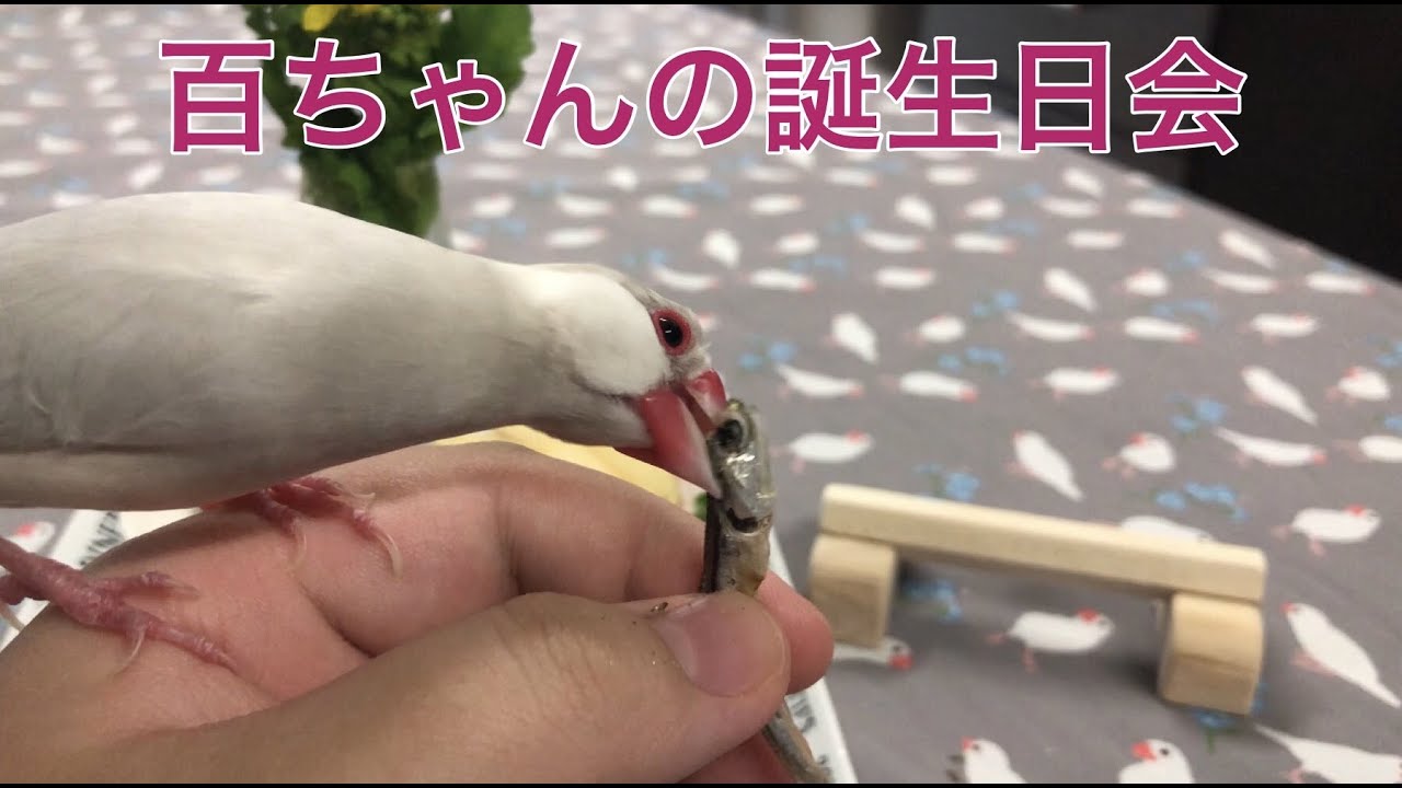【シルバー文鳥】主役以上に盛り上がる文鳥達 Java sparrows who are more excited than the leading role of the birthday