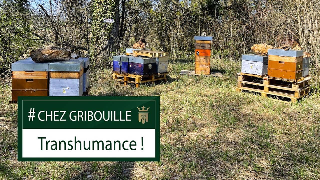 Tuto 13 - Transhumance !