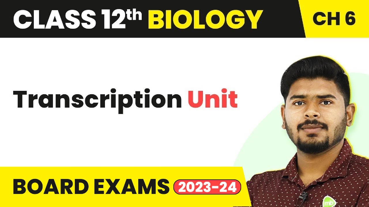 Transcription Unit - Molecular Basis of Inheritance | Class 12 Biology (2022-23)