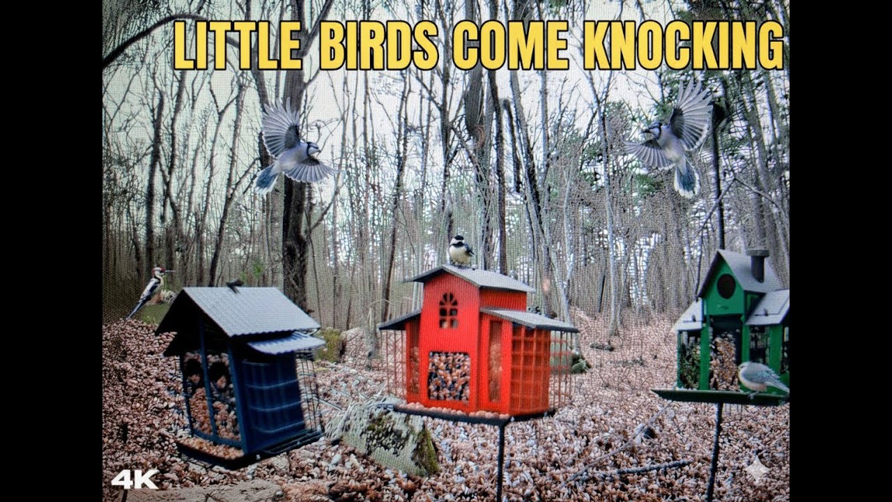 Little Birds Come Knocking *4K* (NO ADS) TV For Cats