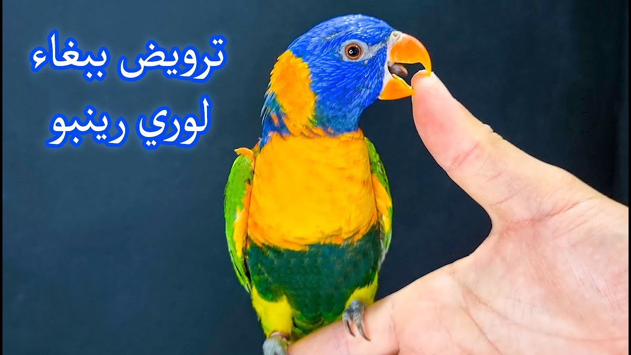 lory rainbow parrot ترويض ببغاء لوري رينبو شرس جدا في زمن قياسي