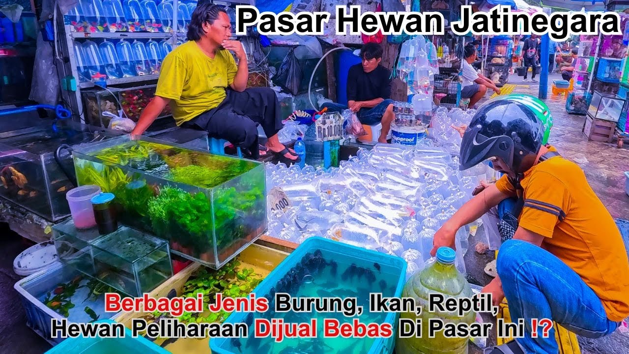 Pasar Hewan Jatinegara : Berbagai Jenis Hewan Dijual Bebas di Pasar Ini ‼️ 4K Walking Tour