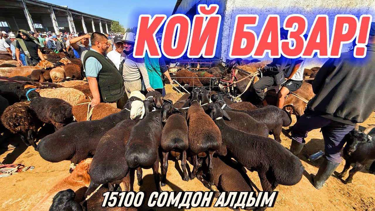 КОЗУ КОЧКОРЛОР 15100 ОПТОМ АЛДЫМ  🤯 #байтв 