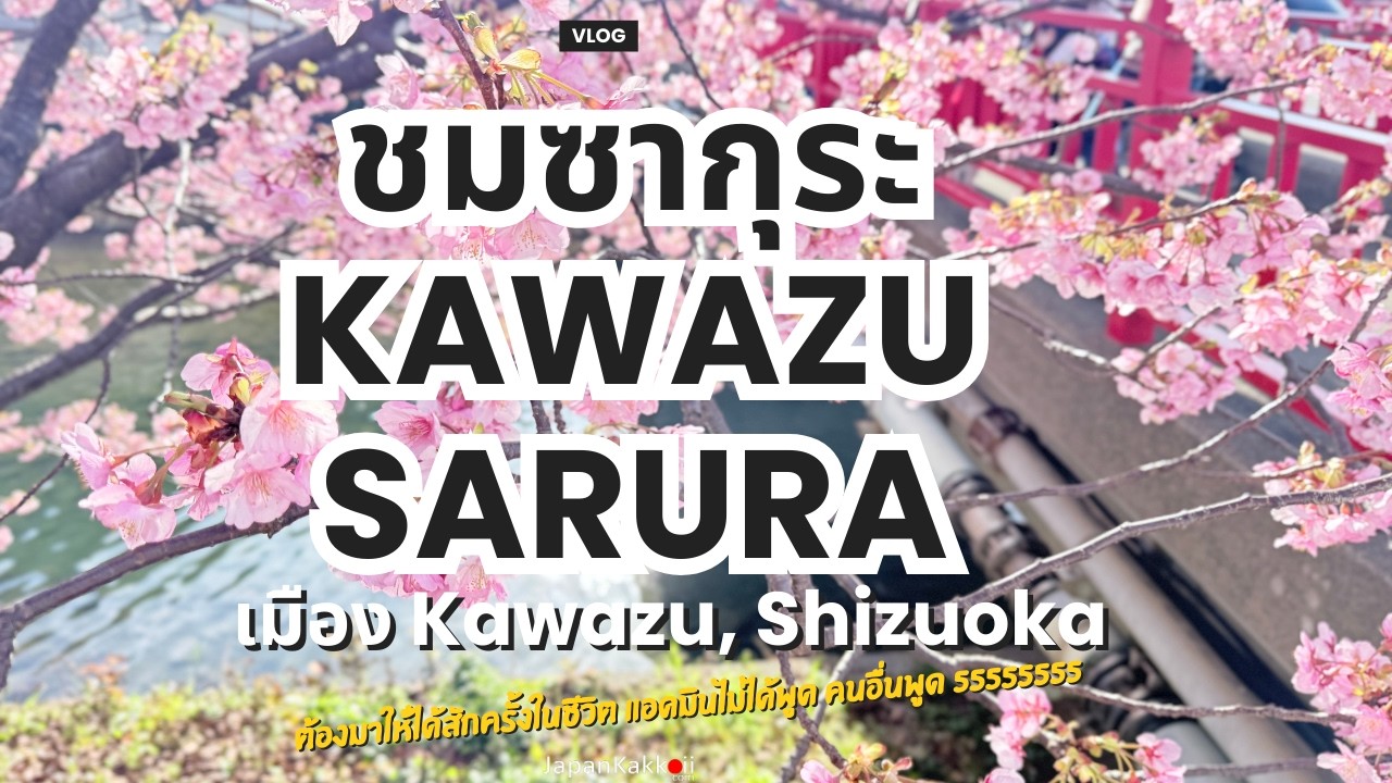 🌸 ชมซากุระ ที่ต้นกำเนิด Kawazu Sakura | เมือง Kawazu, Shizuoka