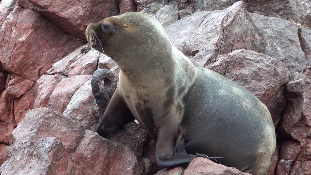 Islas Ballestas Paracas P&eacute;rou