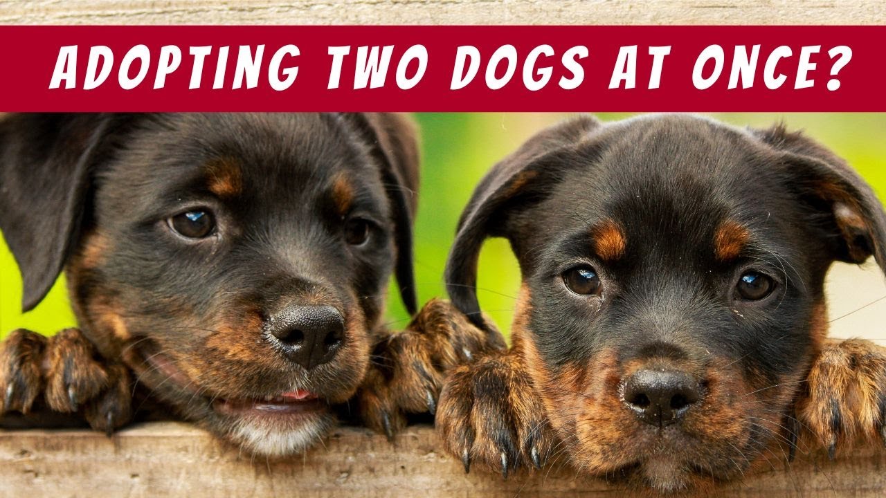 Adopting Two Dogs Simultaneously? We've Got the Inside Scoop!