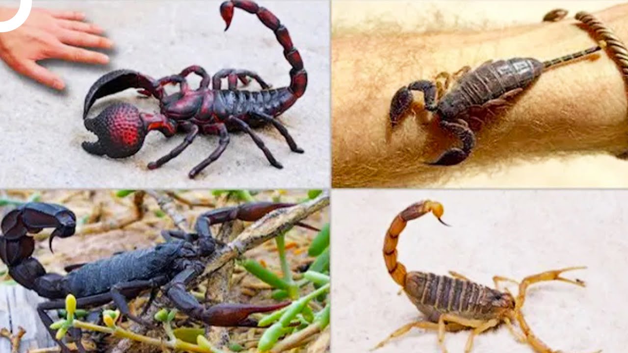 En Tehlikeli Canlılar 5.Bölüm | Akrepler ve Karıncalar🦂 🐜| Vahşi Hayvan Belgeseli