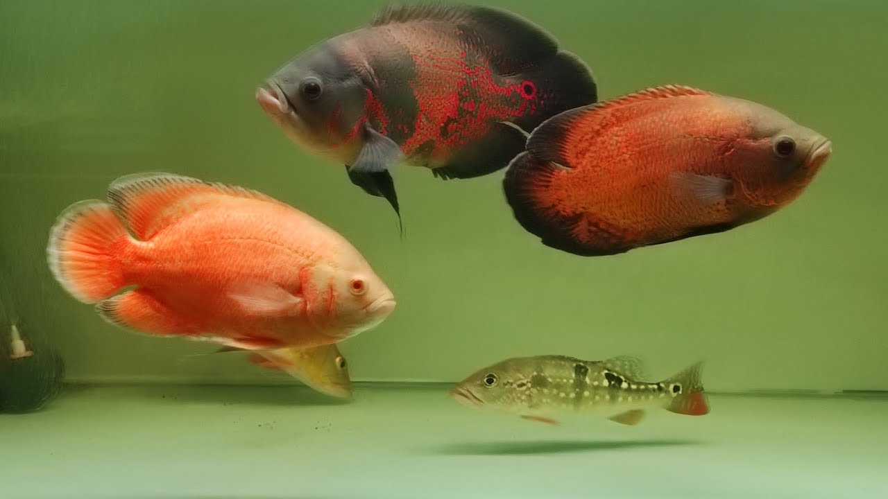 Review Koleksi Ikan Predator Untuk Pemula 