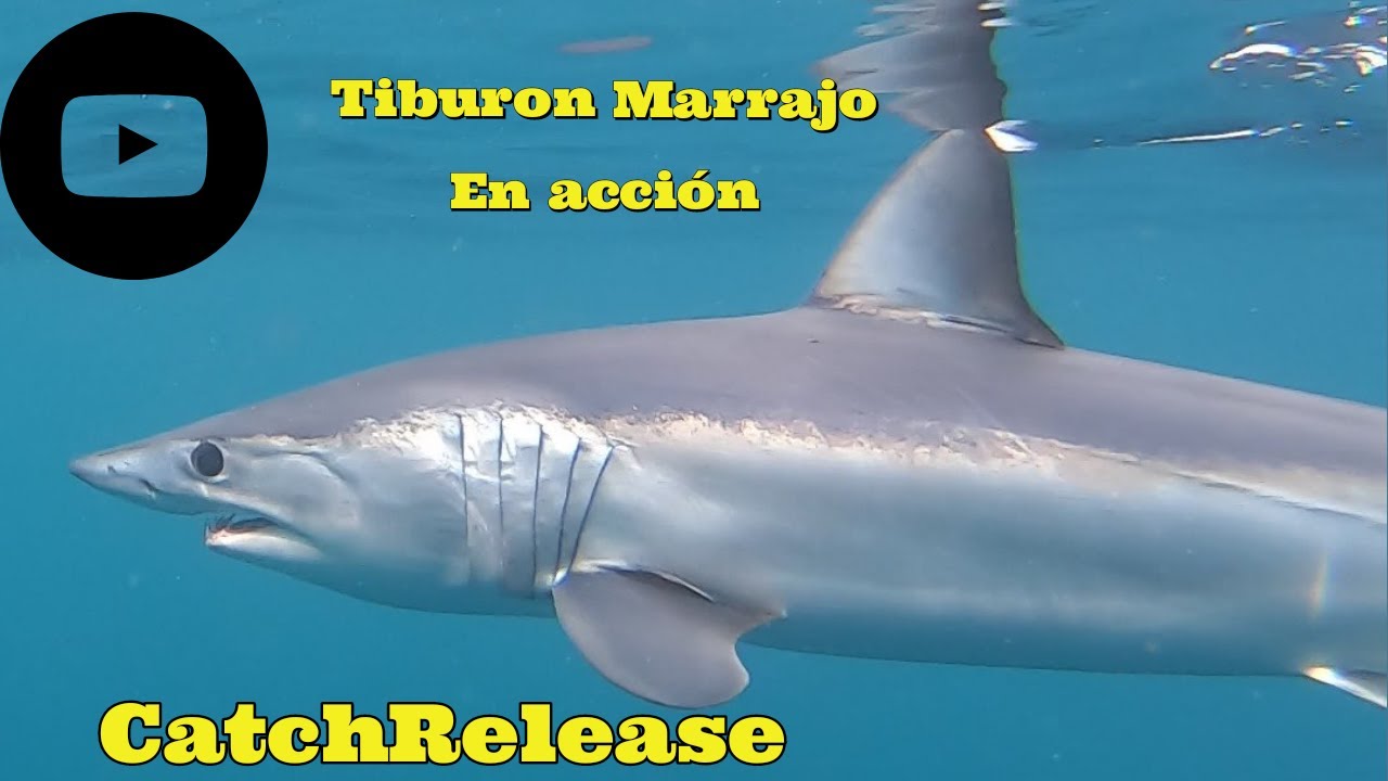 Tibur&oacute;n Marrajo (Mako shark) en plena acci&oacute;n ! #CapturaSuelta