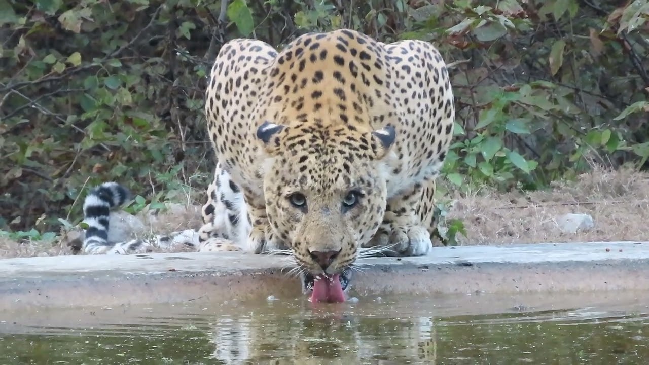 Leopard drinking