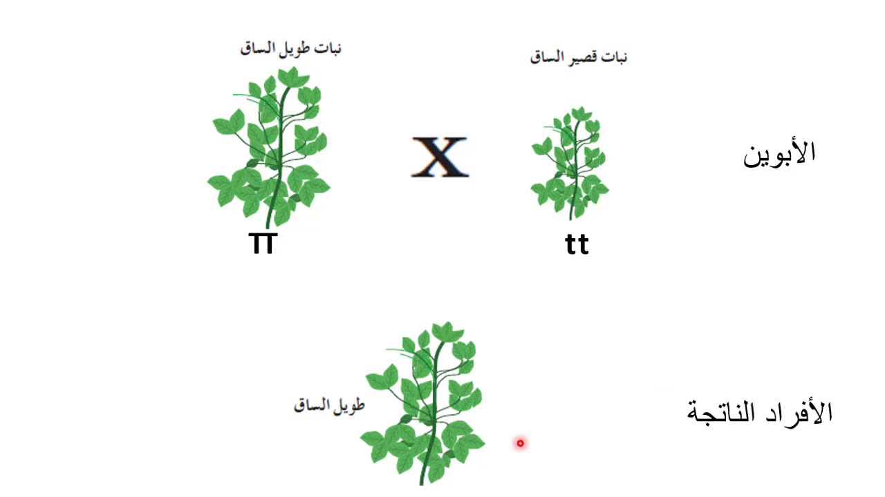 3- الوراثة المندلية جزء 3 ، السيادة التامة، جيل ٢٠٠٤
