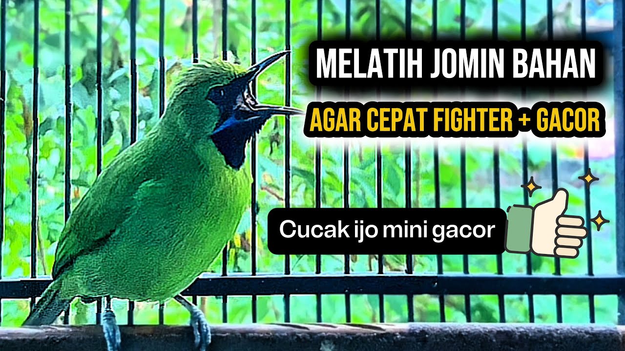 Cucak ijo mini gacor bagus buat melatih mental jomin bahan agar cepat gacor