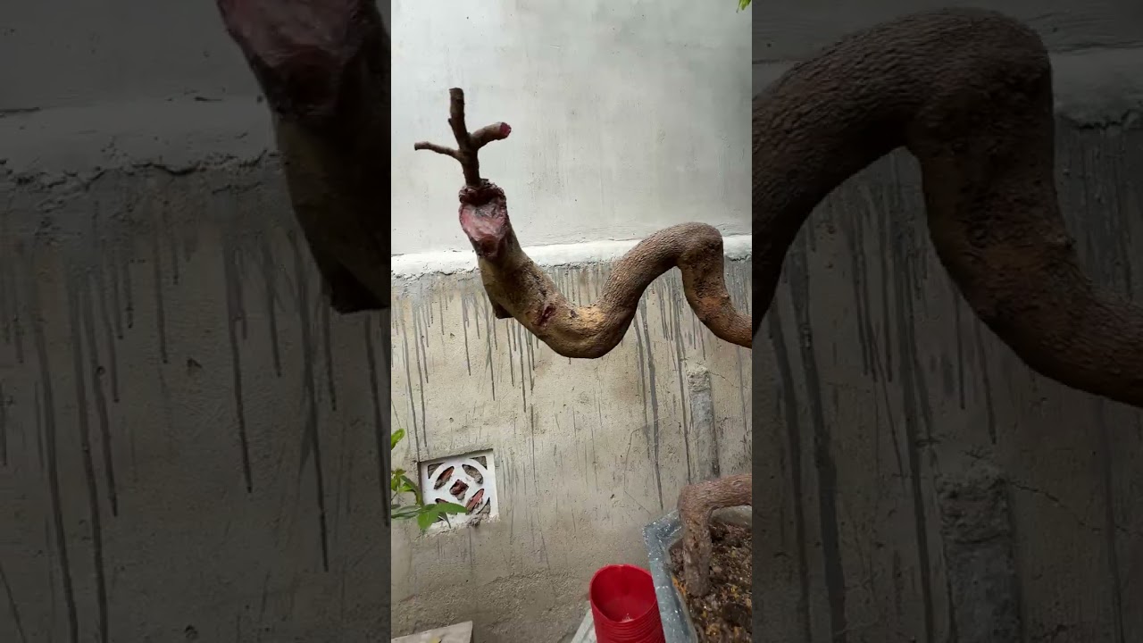 Cắt Tỉa Cành Mai , Bón phân Mai Rừng sau khi chơi Tết xong