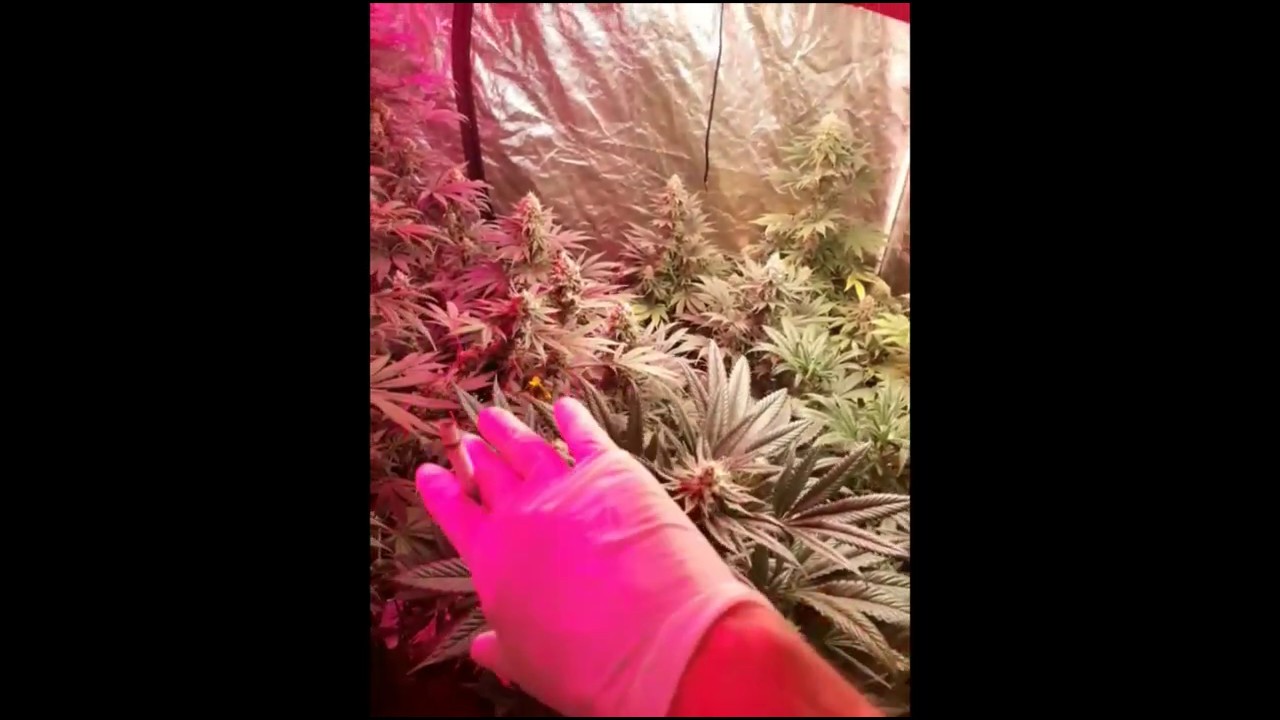Glukie Breath week 8 with Dutchman420