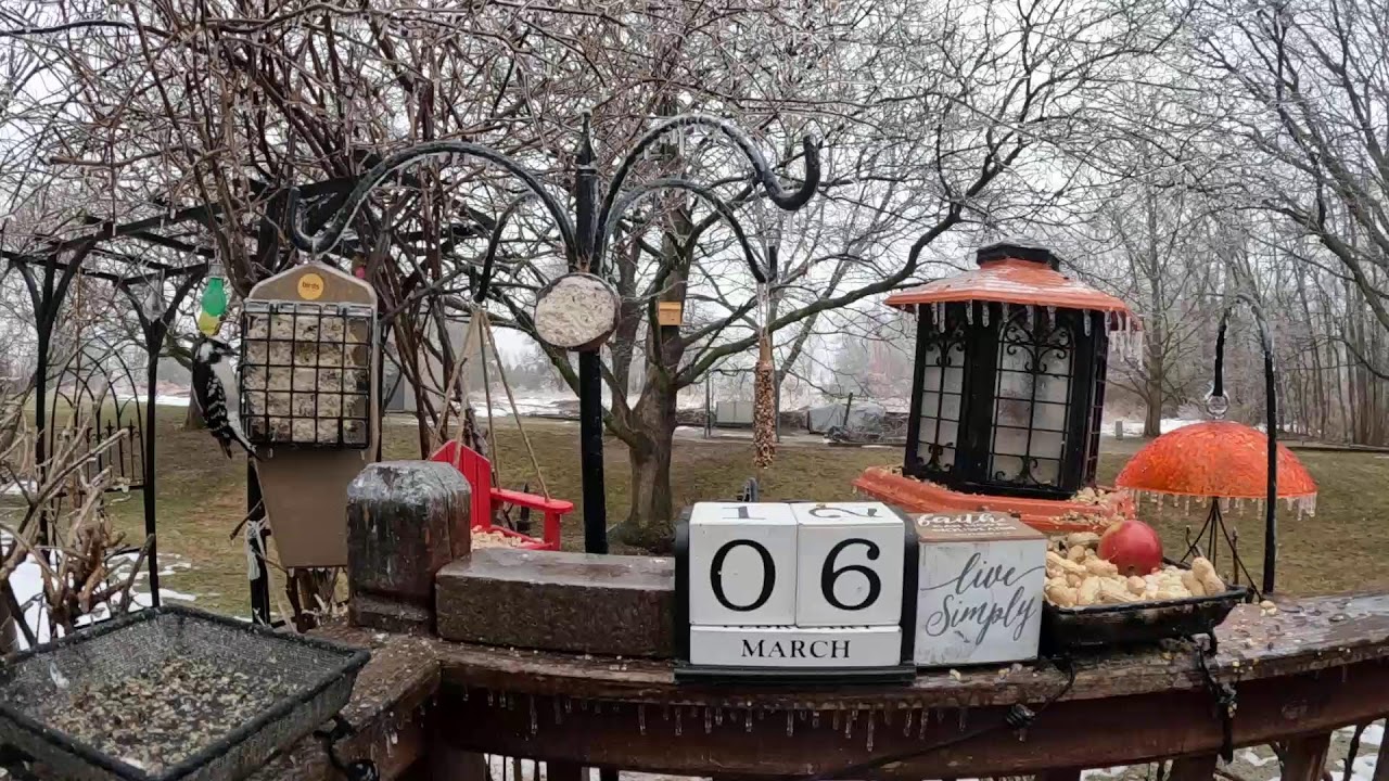 My Frozen Friday Morning Mayhem Bird & Squirrel Livestream