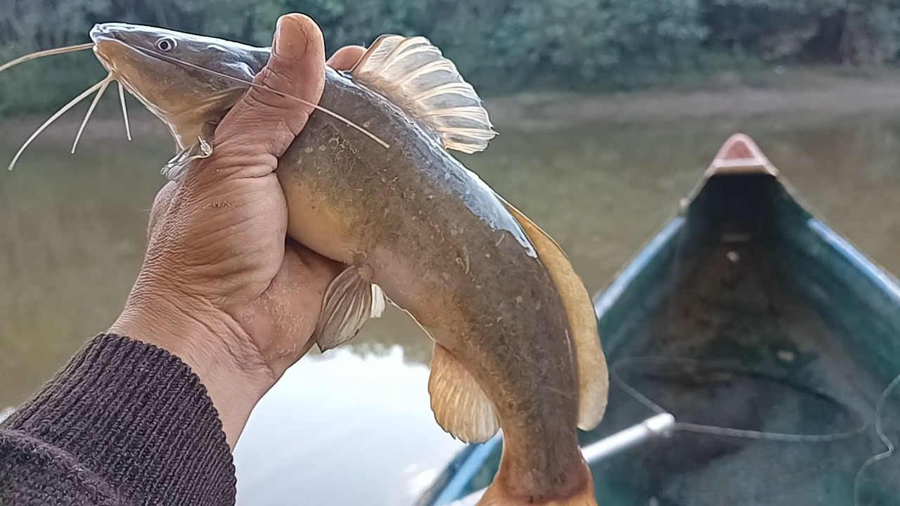 Pescaria de bagre e mandi ! no inverno pega peixe? com a isca certa você vai conseguir bons peixes!!