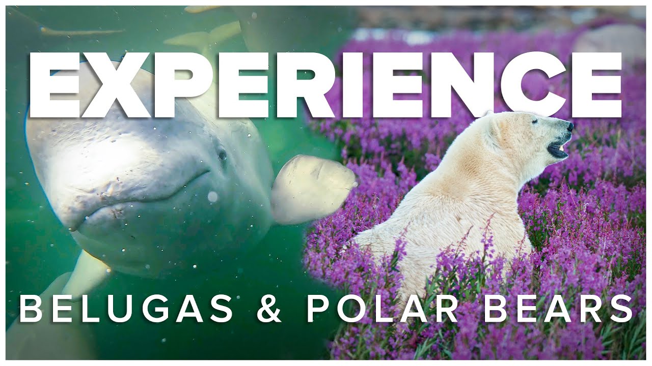 Experience Beluga Whales & Polar Bears: Nat Hab's Arctic Summer Adventure