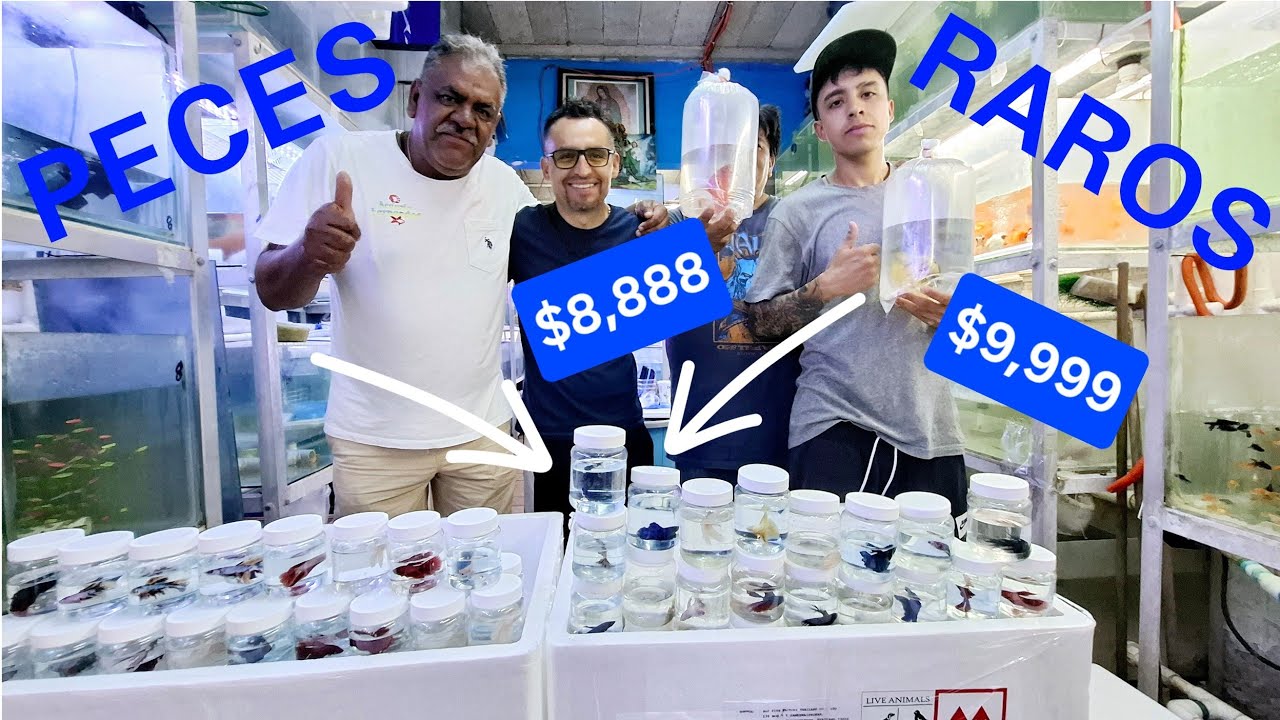 La IMPORTACION de PECES más GRANDE de Tailandia y África en el Mercado Morelos con PRECIOS