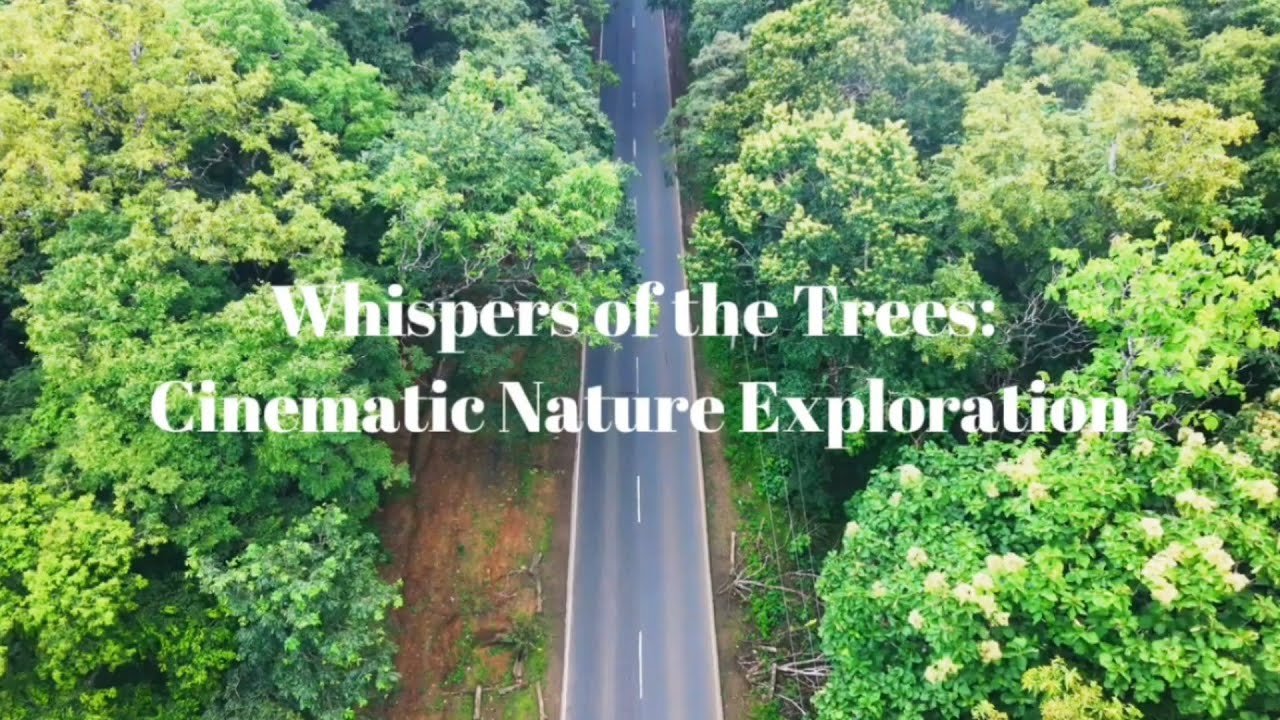 🌲 Curiosity & 