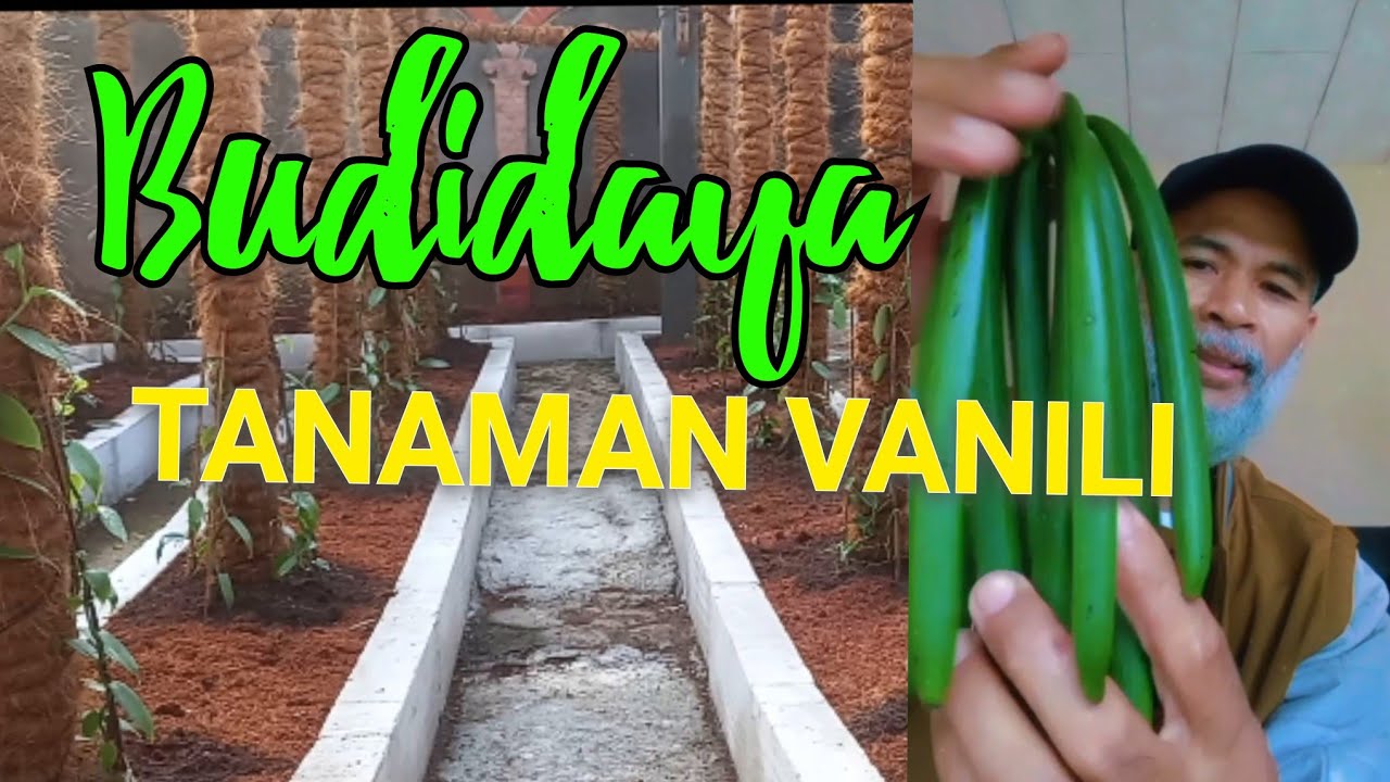Budidaya Tanaman Vanili Semi modern