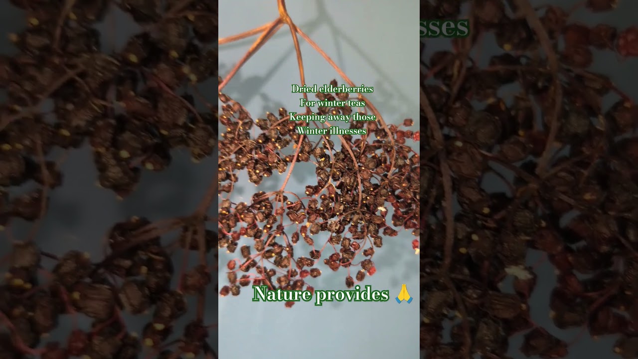 Winter herbal medicine #herbalmedicine #folkmedicine #scottishfolkmedicine