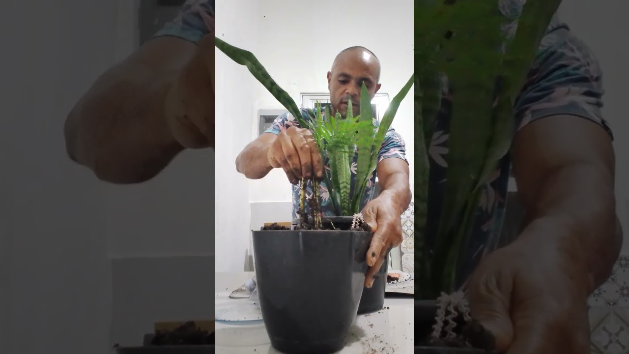 Cuidando da minha espada de são Jorge 🌿