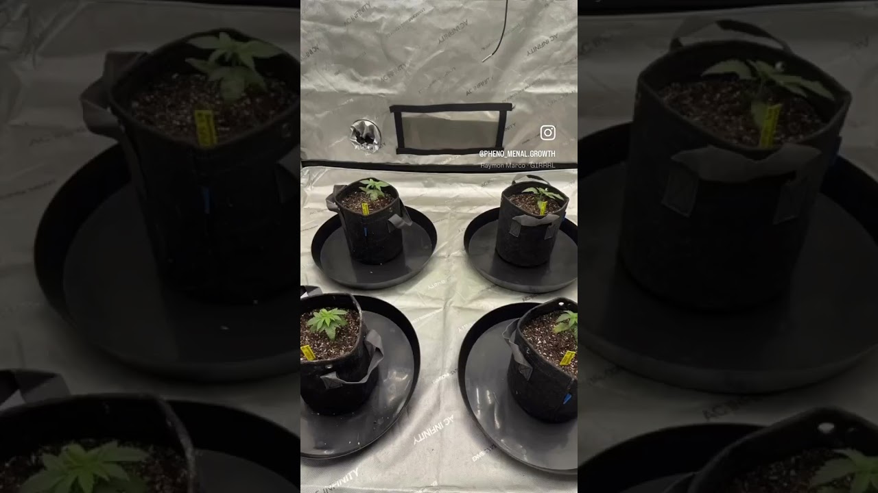 A little recap of how the bananacanes have been doing