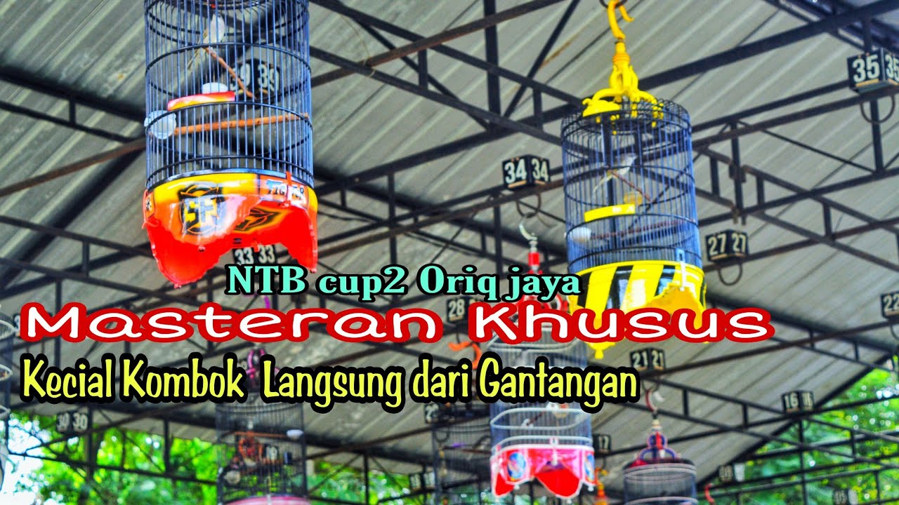 Masteran Kecial Kombok Lomba NTB cup2 Oriq Jaya