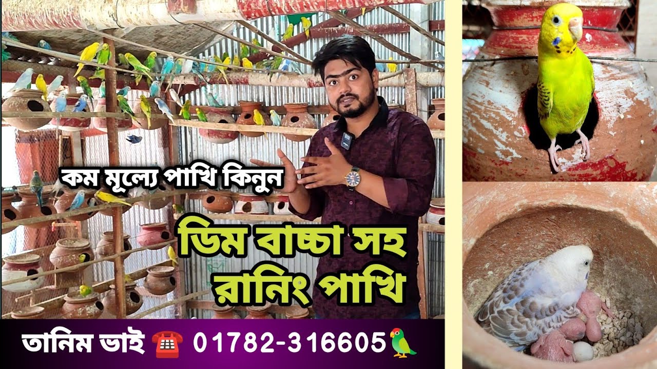 কম মূল্যে পাখি বিক্রয় ।। Birds Sale 🦜Birds Farm 🐦 Best Birds in Khulna #birds
