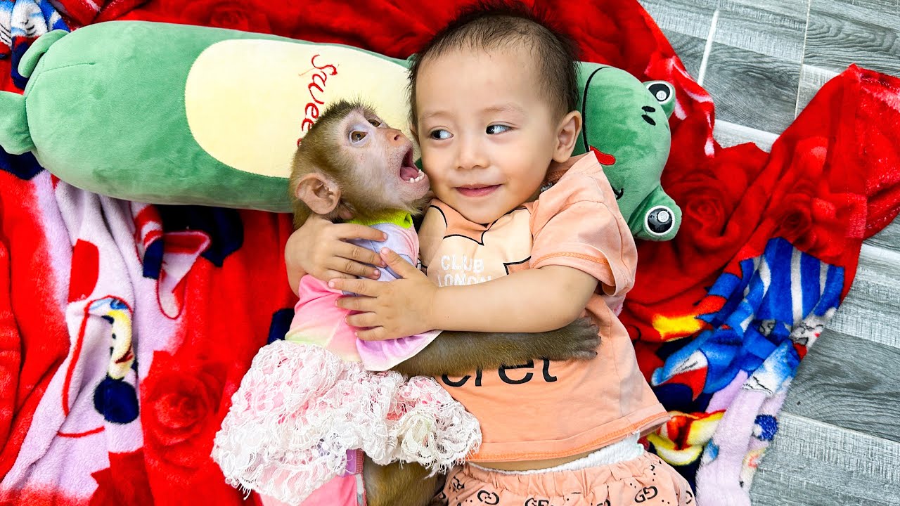 Monkey Kaka and Diem hugged each other and slept on the floor
