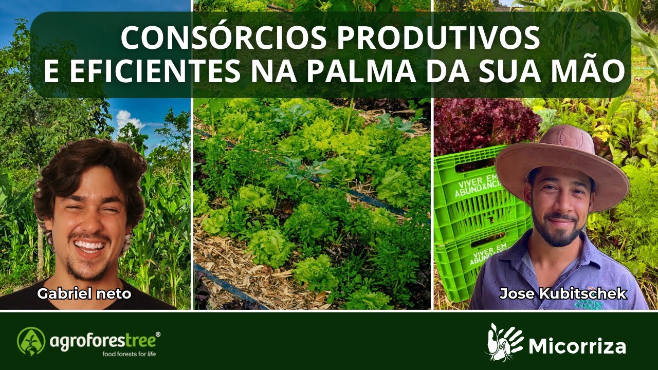 CONSÓRCIOS PRODUTIVOS E EFICIENTES NA PALMA DA SUA MÃO