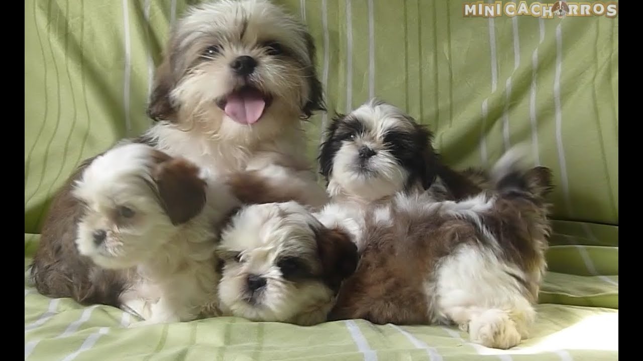 Adorables Mini Cachorros Shih Tzu con su Mamá