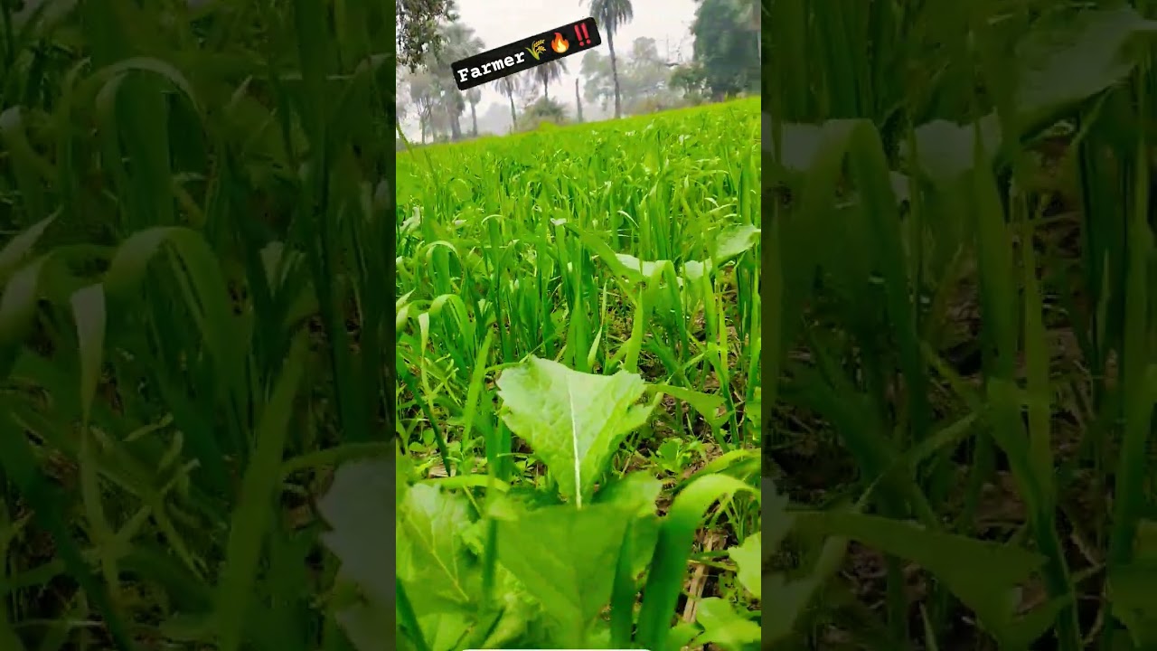 farmer status kisan attitude 
