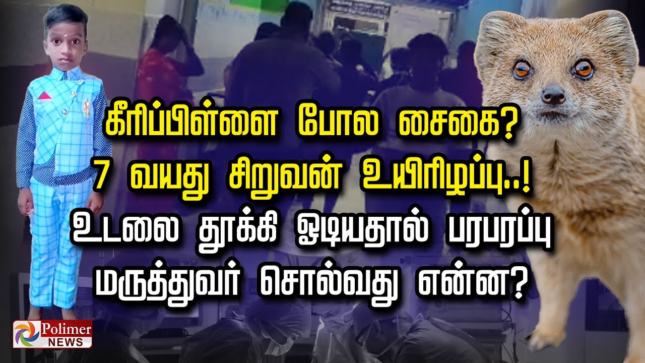 கீரிப்பிள்ளை போல சைகை? 7 வயது சிறுவன் உயிரிழப்பு உடலை தூக்கி ஓடியதால் பரபரப்பு.. மருத்துவர் சொல்வது?