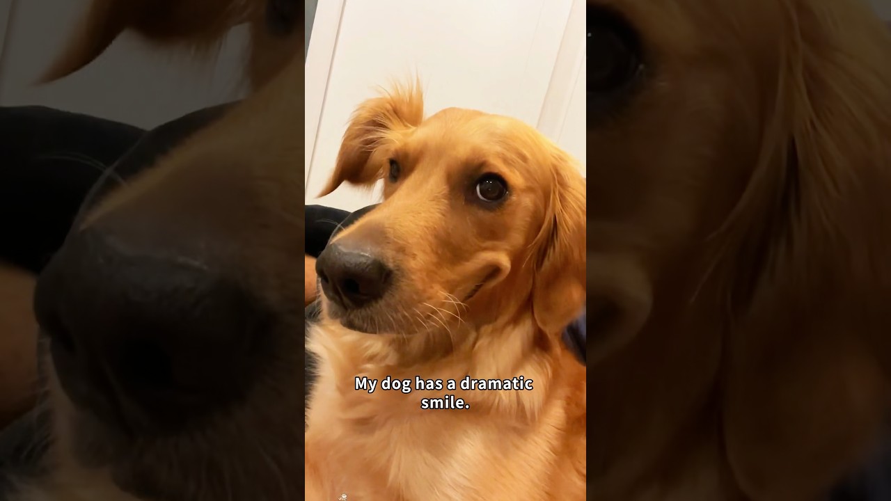 Golden Retrievers are too dramatic.