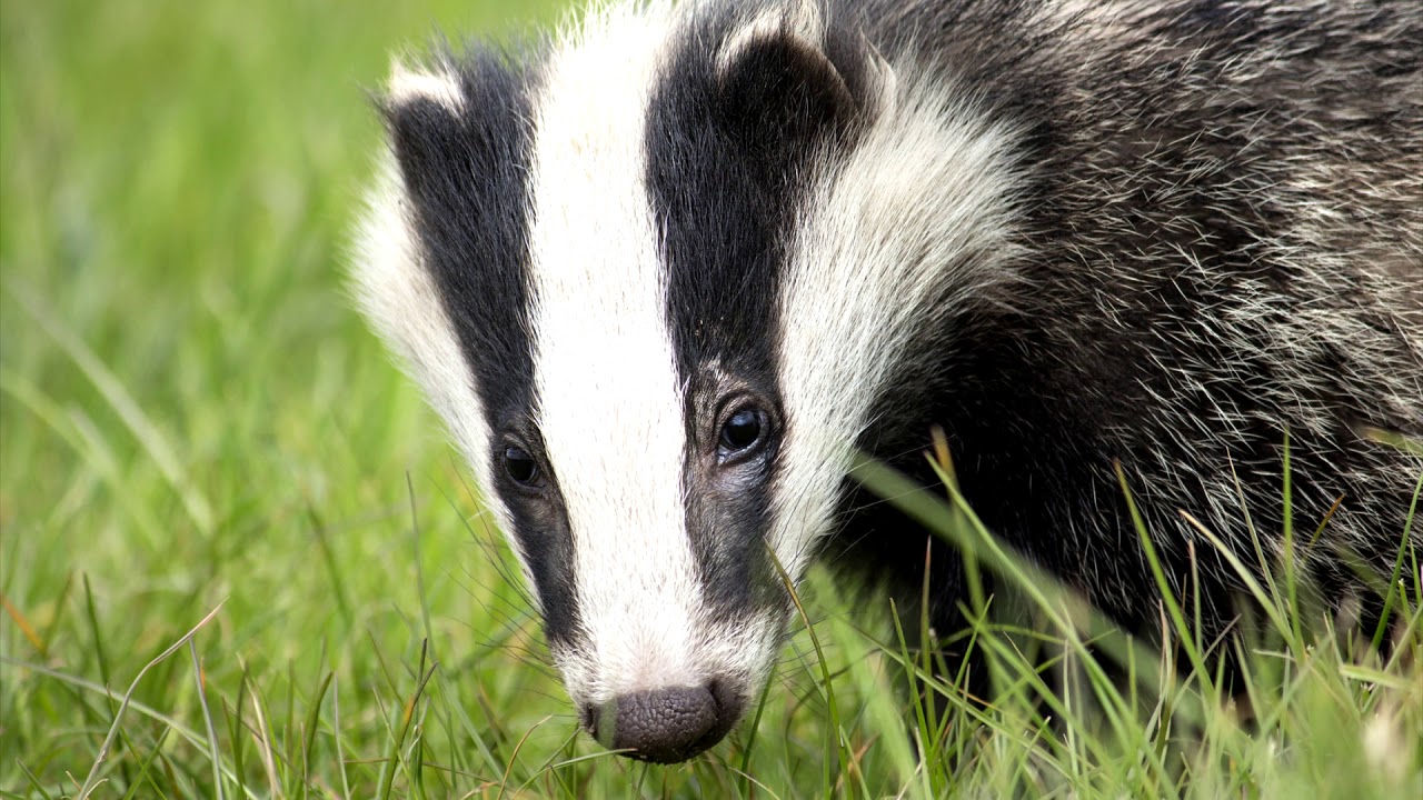 The badger eats. Барсук кушает. M&auml;ger s&ouml;&ouml;b