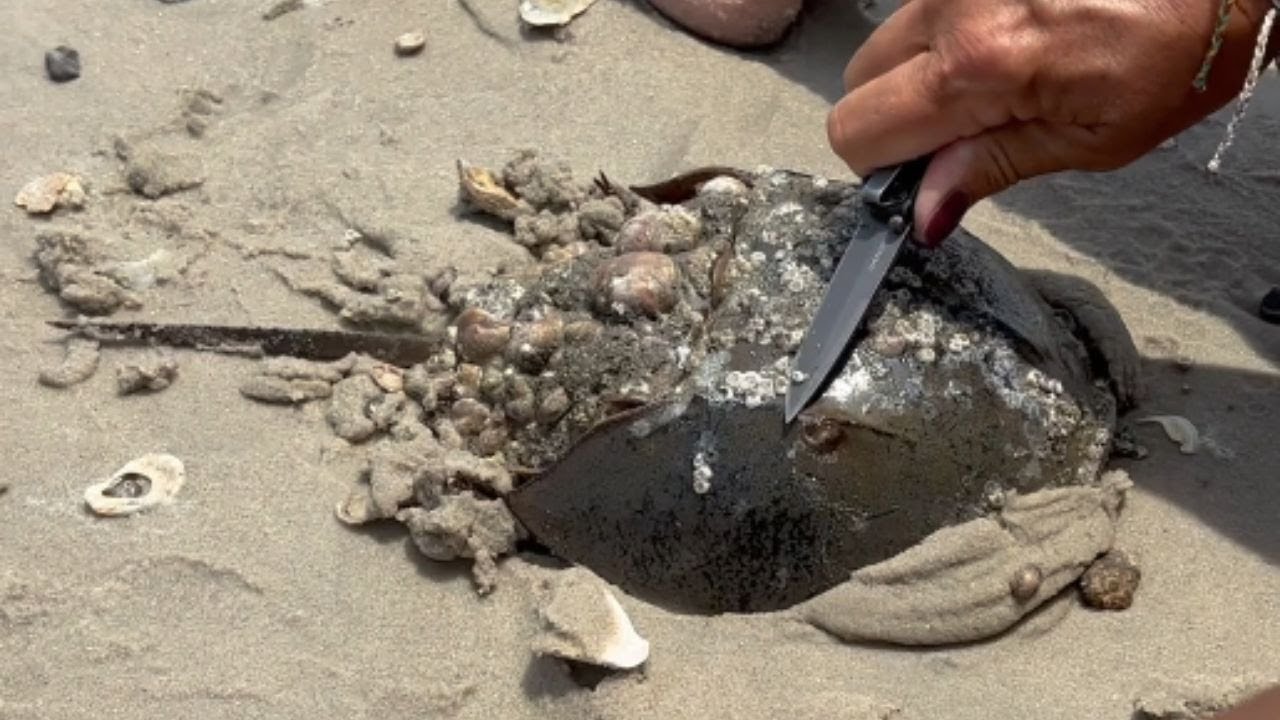 Woman removes barnacles from a horseshoe crab on Assateague Island || WooGlobe
