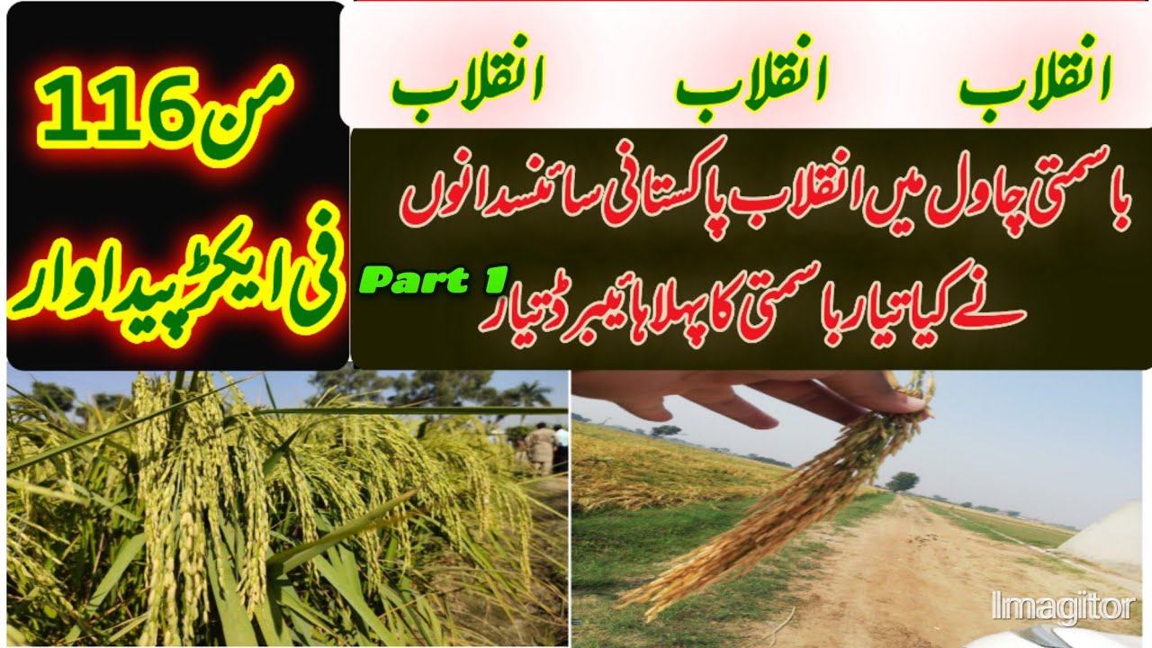 First Basmati Rice Hybrid KSK111H developed by pakistani scientist with potential of 116 mound/acer