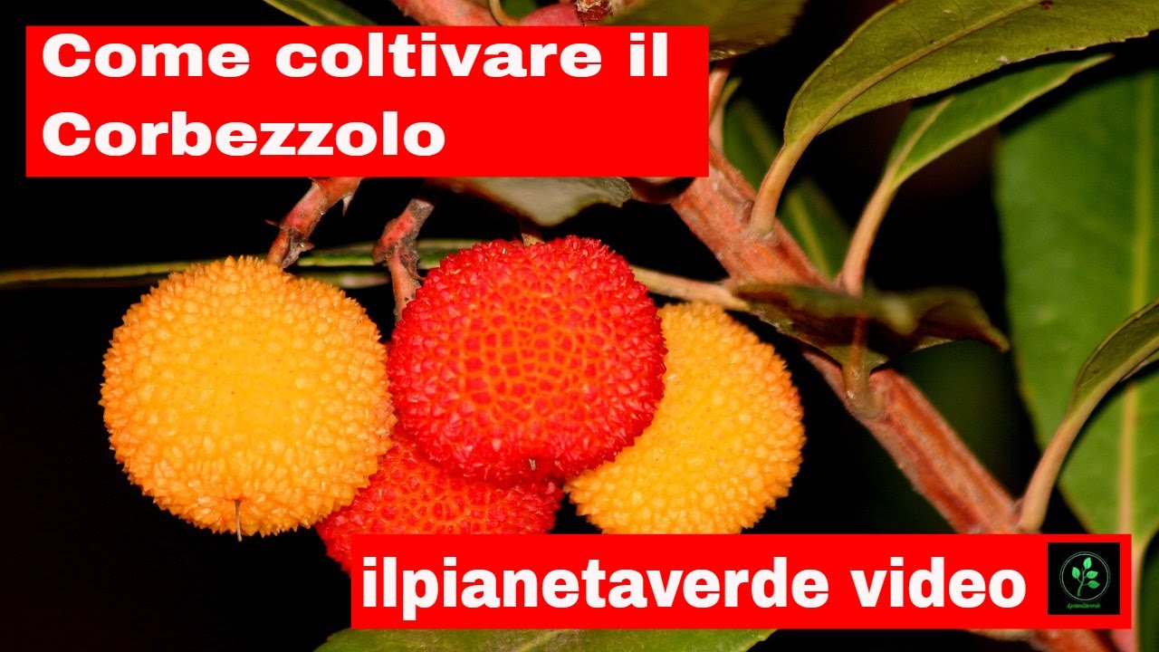Come Coltivare il Corbezzolo