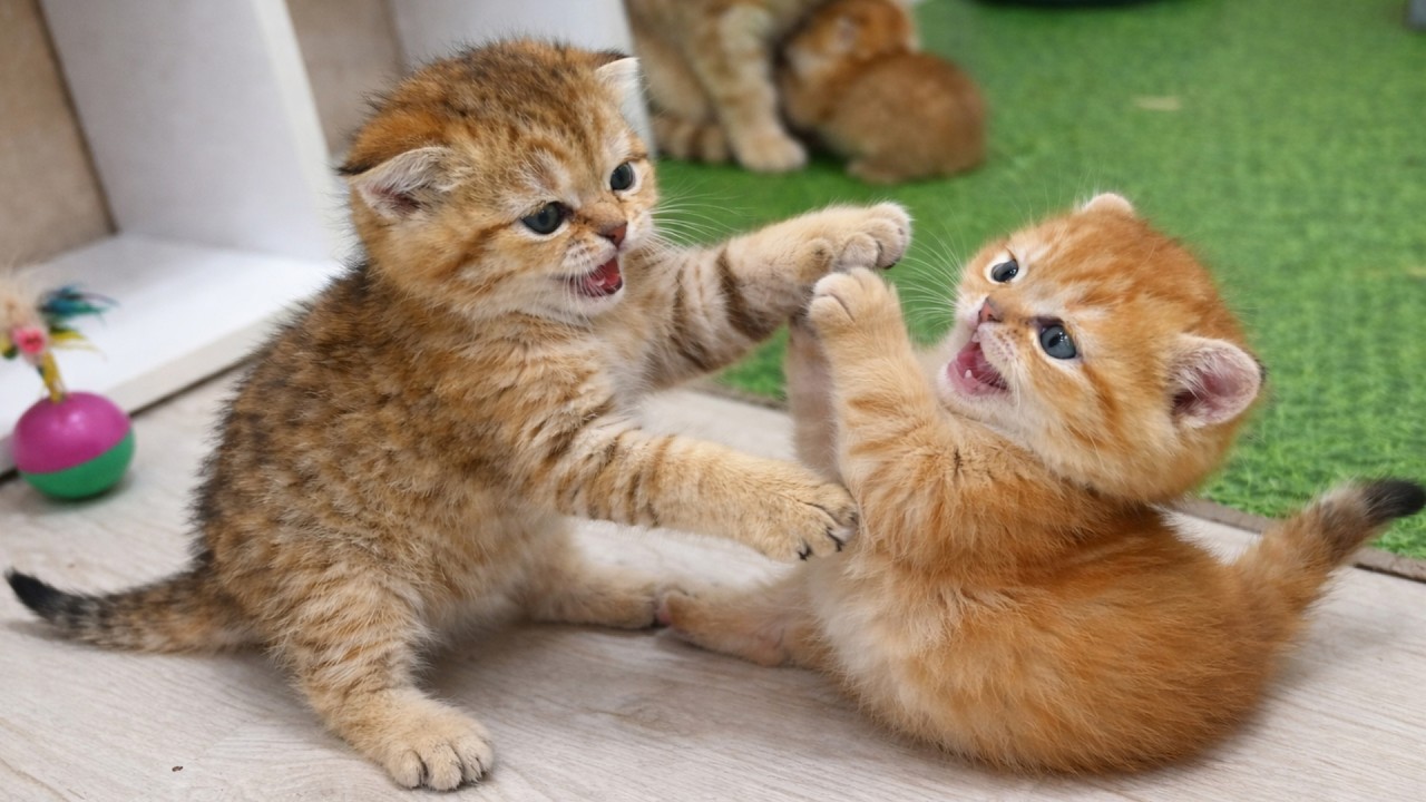 Последняя драка котят в нашем доме 🐾
