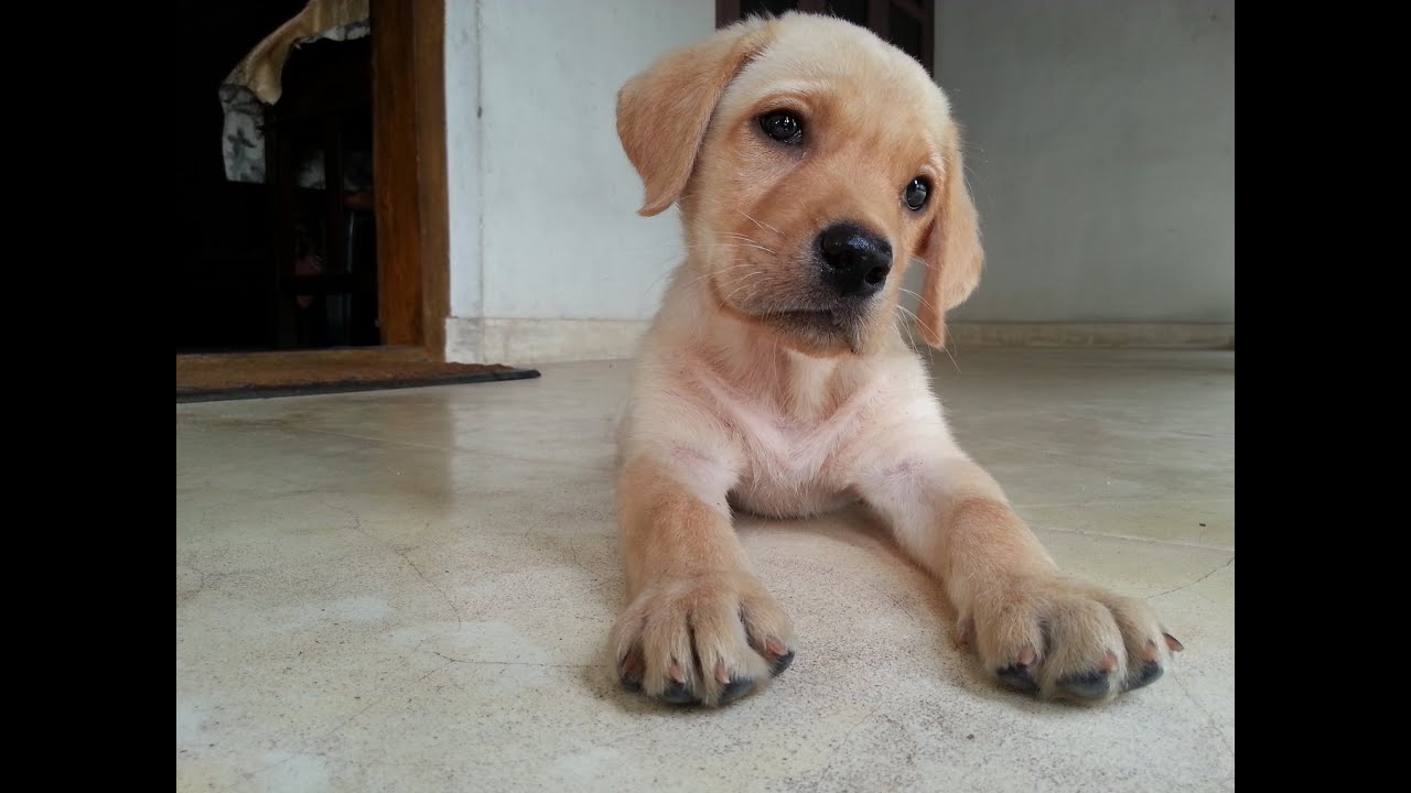 Labrador puppy training
