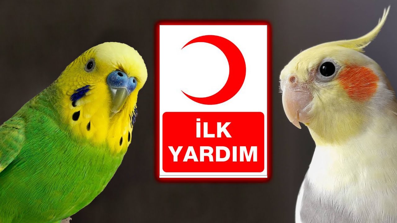 Evcil Kuşların Yaralanma Durumunda İlk Yardım nasıl yapılır? Muhabbet Kuşu yaralanma