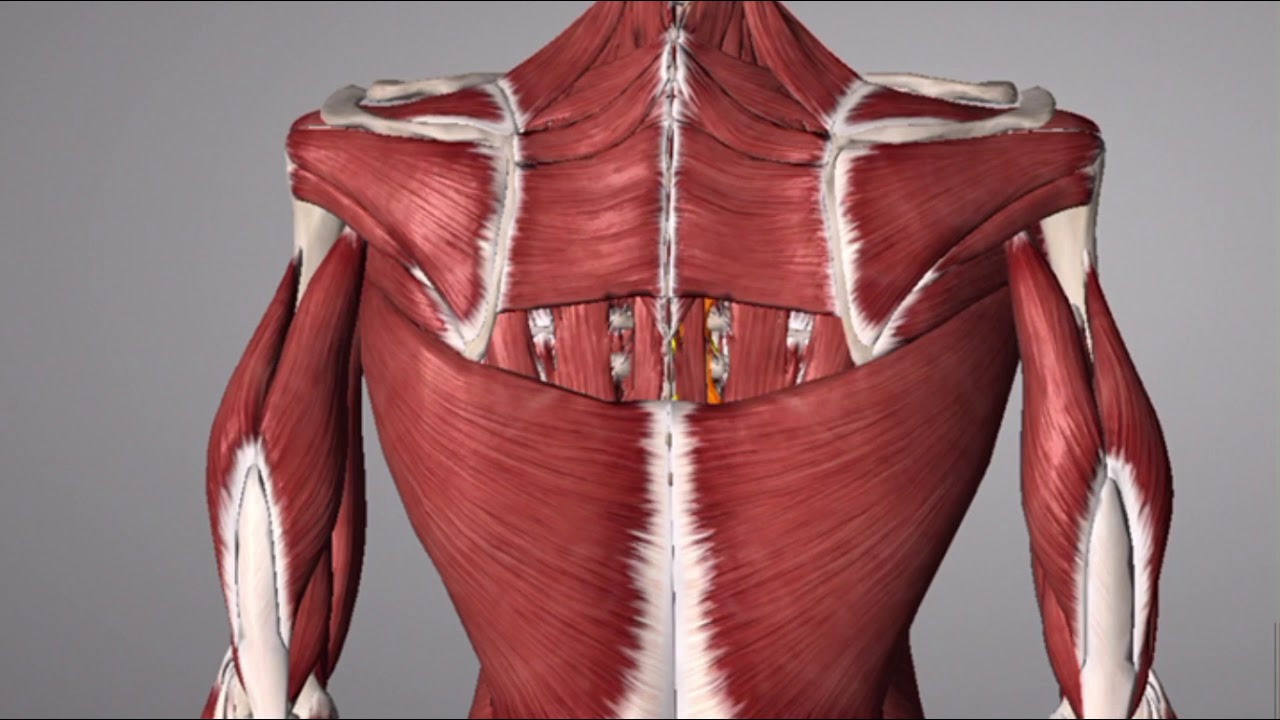Scoliosis Functional Curve